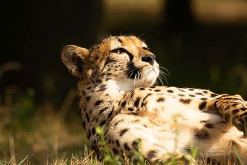 Wanddecoratie- Cheetah (L2)