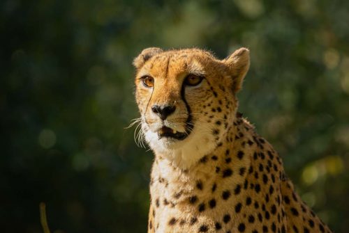 Wanddecoratie- Cheetah (L4)