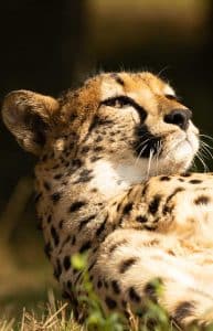 Wanddecoratie- Cheetah (S0002)