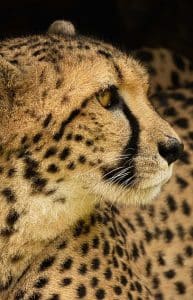 Wanddecoratie- Cheetah (S0003)