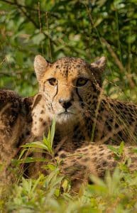 Wanddecoratie- Cheetah (S5)