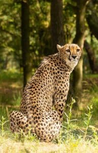 Wanddecoratie- Cheetah (S6)