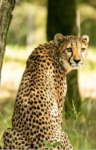 Wanddecoratie- Cheetah (S6)
