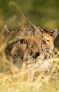 Wanddecoratie- Cheetah (S8)