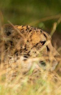 Wanddecoratie- Cheetah (S9)