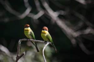 Wanddecoratie - Bee eater(L09)