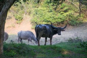 Wanddecoratie - Buffalo(L17)