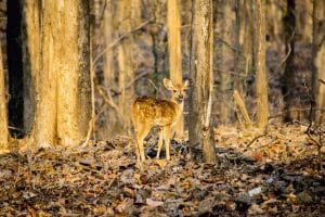Wanddecoratie - Chital hertje(L02)