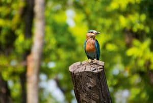 Wanddecoratie - Kingfisher(L07)
