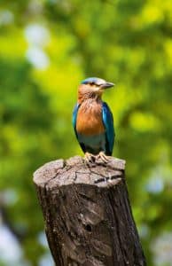Wanddecoratie - IJsvogel (S06)
