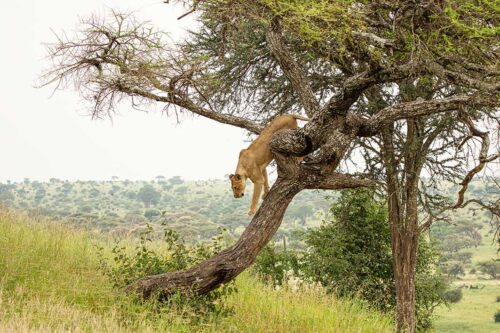 Wall decoration - Lioness (L12)