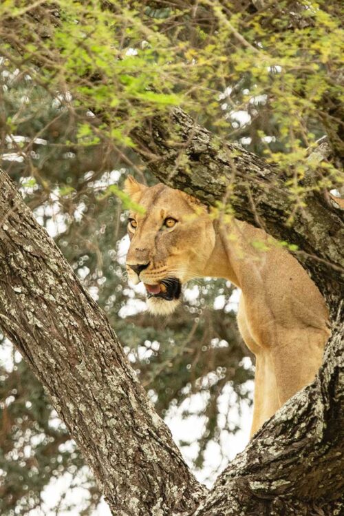 Wall decoration - Lioness (S07)