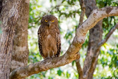 Wanddecoratie - Eagle owl(L08)