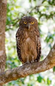 Wanddecoratie - Eagle owl (S08)