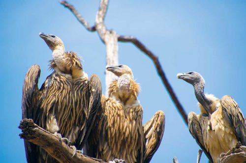 Wanddecoratie - Indian vulture(L05)