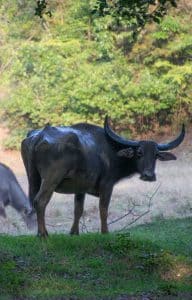 Wanddecoratie - Water Buffalo(S16)
