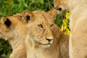 Wanddecoratie - Lion kill (L17)