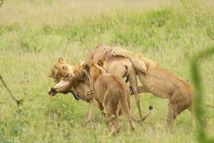 Wanddecoratie - Lion kill (L26)