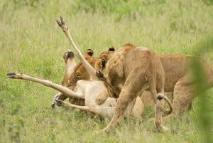 Wanddecoratie - Lion kill (L27)