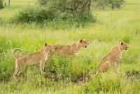 Wanddecoratie - Lion kill (L19)