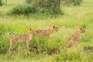 Wanddecoratie - Lion kill (L19)