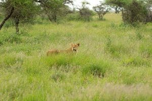 Wanddecoratie - Lion kill (L21)