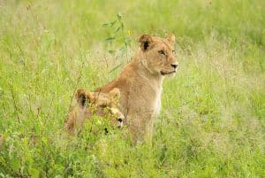 Wanddecoratie - Lion kill (L22)