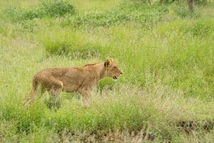 Wanddecoratie - Lion kill (L23)