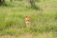 Wanddecoratie - Lion kill (L24)