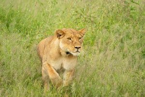 Wanddecoratie - Lion kill (L25)