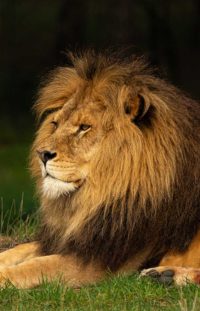 Lion Serengeti - Tanzania