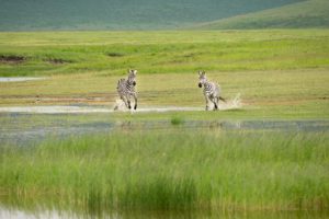 Zebras Ngorongoro