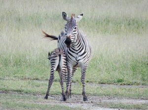 Ngorongoro zebra's