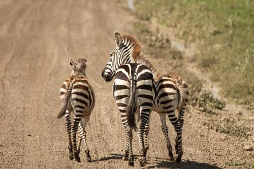 Ngorongoro zebras