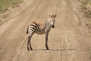 Zebrajong Ngorongoro
