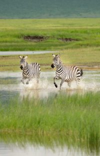 Zebras Ngorongoro