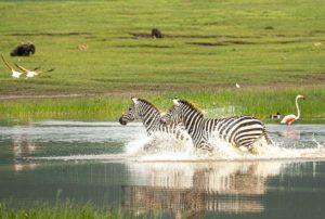 Zebra's Ngorongoro - Tanzania