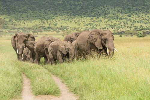 Elephants Ndutu