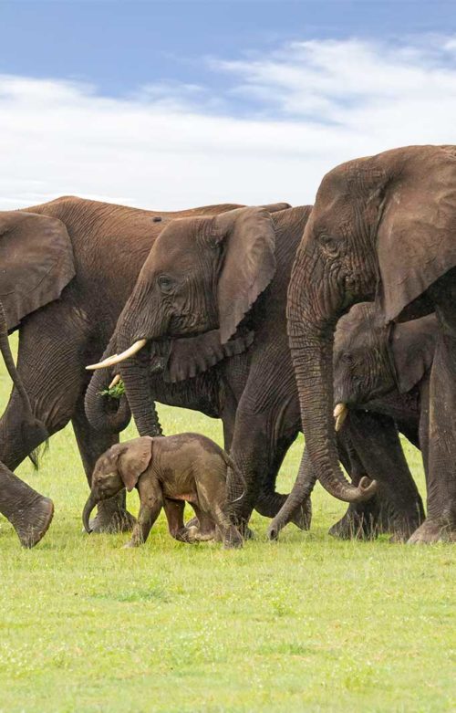 Olifanten Ngorongoro - diBond wanddecoratie