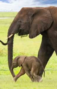 Olifanten Ngorongoro