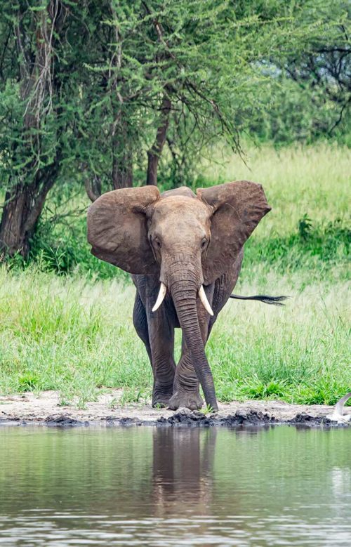 Olifanten Ngorongoro