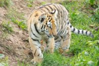 Amur tiger - tiger cub