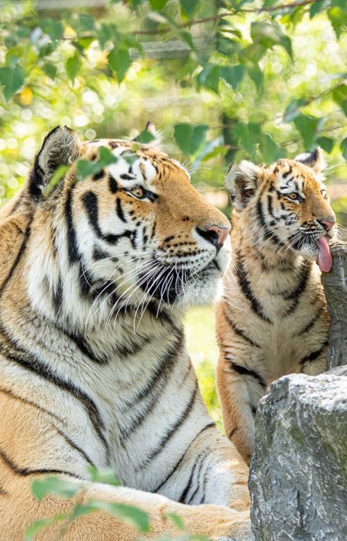 Amur tiger - with young
