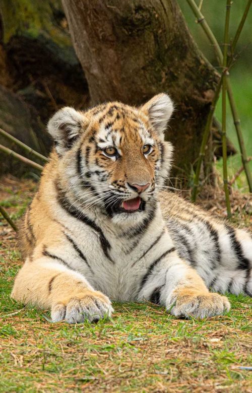 Amur tiger young