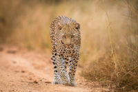 Wanddecoratie leopard